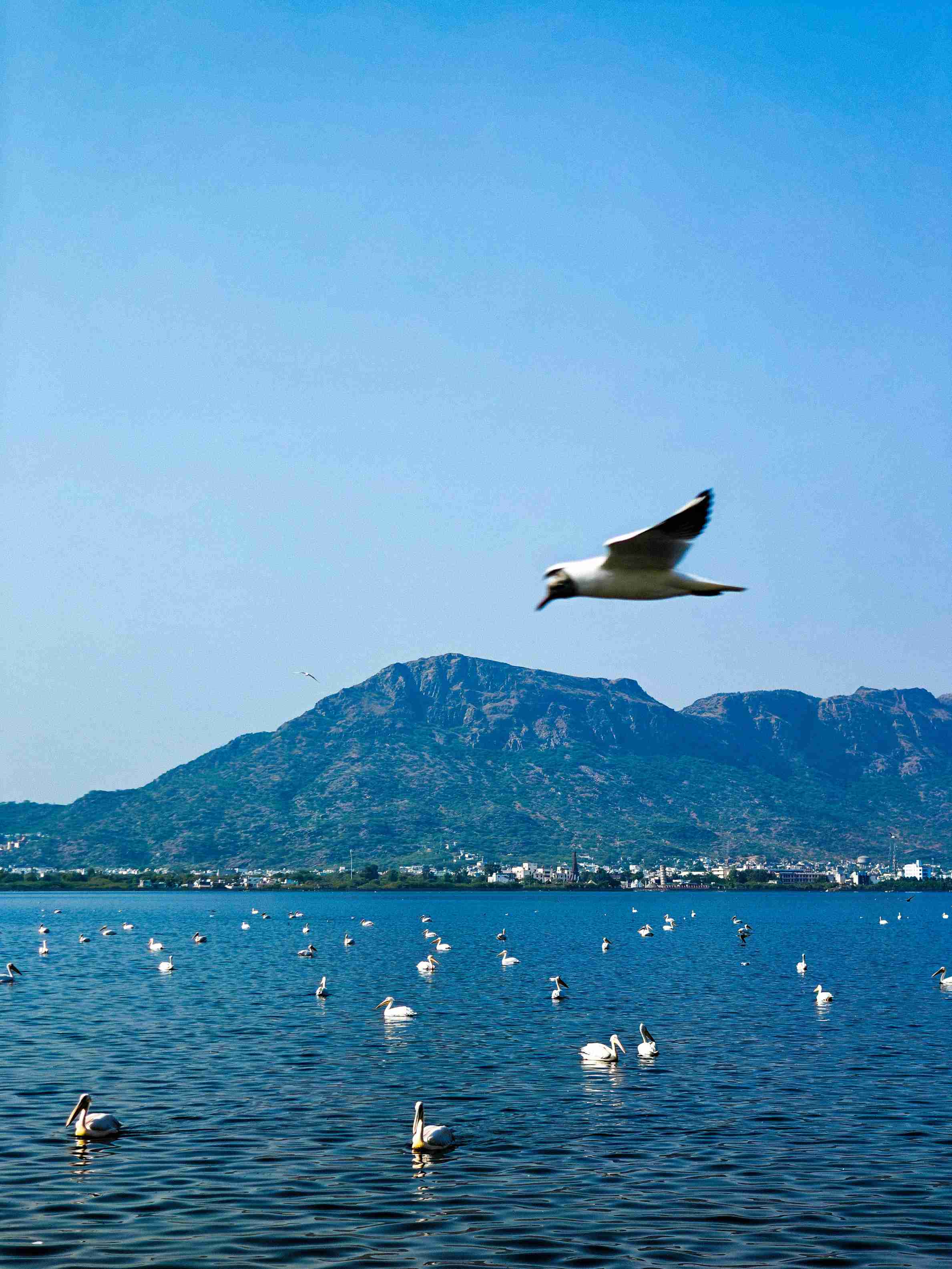 Wildlife 3